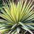 Yucca filamentosa 'Color Guard' – Csíkos levelű kerti pálmaliliom