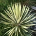 Yucca filamentosa 'Color Guard' – Csíkos levelű kerti pálmaliliom
