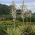 Yucca filamentosa 'Color Guard' – Csíkos levelű kerti pálmaliliom