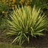 Yucca filamentosa 'Color Guard' – Csíkos levelű kerti pálmaliliom