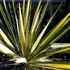 Yucca filamentosa 'Variegata' – Kerti pálmaliliom