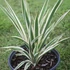 Yucca filamentosa 'Variegata' – Kerti pálmaliliom
