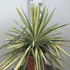 Yucca filamentosa 'Variegata' – Kerti pálmaliliom